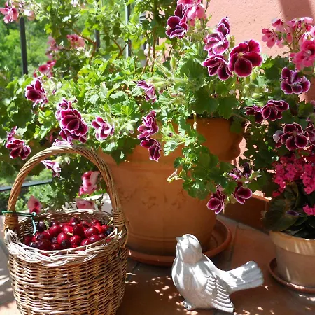 Rossociliegia 3* Colletta