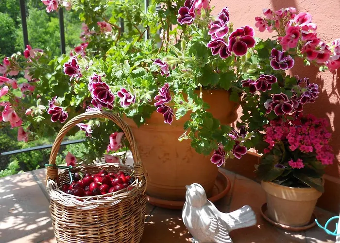 Rossociliegia 3* Colletta